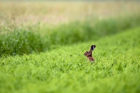 A hare sits alert in the middle of a green meadow in a peaceful natural setting: a European hare in