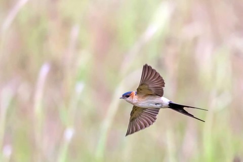 Rufous Swallow, (Cecropis rufula), Animals, Bird, Birds, Swallow, Swallow family, Lesbos, Greece