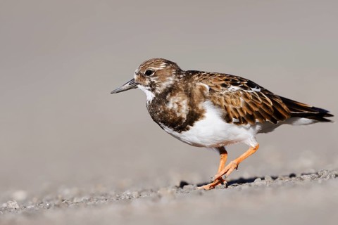Ruddy turnstone (Arenaria interpres), Fuerteventura, Canary Islands, Spain