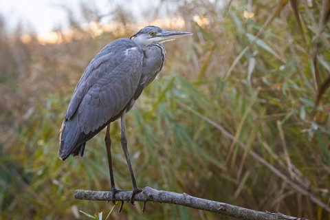Grey heron (Ardea cinerea) Germany