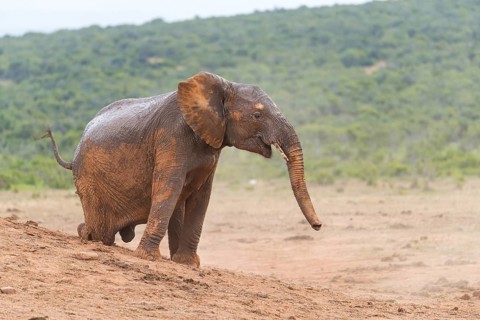 African elephant, (Loxodonta african), Addo Elephant National Park, Addo Camp, Western Cape, South