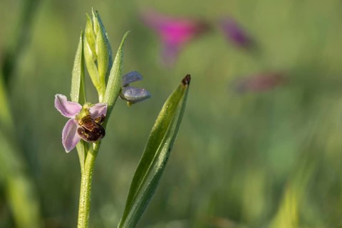 Bee ragwort, Granelli, Italy, Ophrys apifera, orchidaceae, orchids, orchid plants, Pantani Cuba and