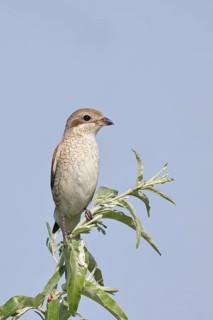 Red-backed shrike (Lanius collurio), female on perching branch, looking for prey, wildlife,