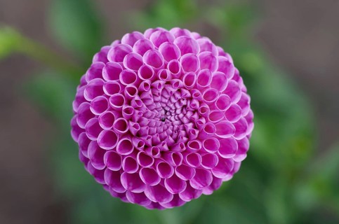 Dahlias (Dahlia), flower, close-up, pink, species, Pompom Dahlia, beauty