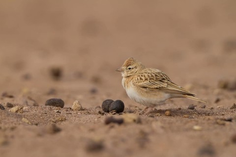 Short-toed Lark - Kurzzehenlerche - Calandrella brachydactyla ssp. rubiginosa, Morocco, adult