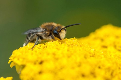 Colletes spec, hymenoptera, silkbee spec., insects, wild bees