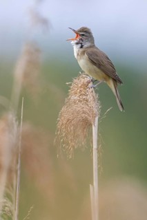Reed warbler, (Acrocephalus arundinaceus), reedbed perch, biotope, habitat, animals, birds,