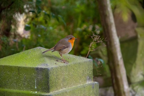 Erithacus rubecula, robin, robins, birds, graveyard, passeri, songbirds, songbirds, birds