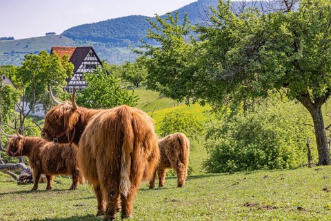 Scottish highland cattle at the Beuren open-air museum. Cattle as landscape conservationists in the