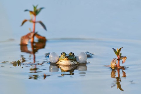 Marsh frog (Pelophylax ridibundus, Rana ridibunda), a male swimming in the water whilst calling,