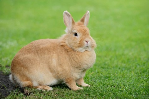 Dwarf rabbit (Oryctolagus cuniculus forma domestica) in a meadow, North Rhine-Westphalia, Germany