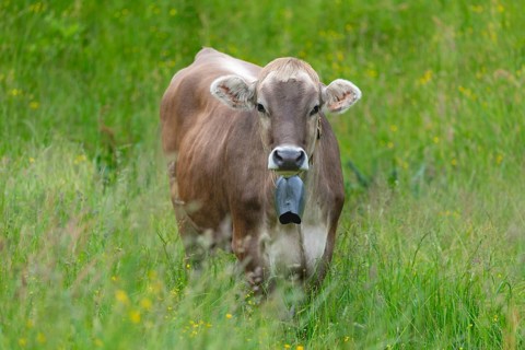 Hornless young cattle, Allgäu Brown Swiss, domestic cattle breed (Bos primigenius taurus), on an