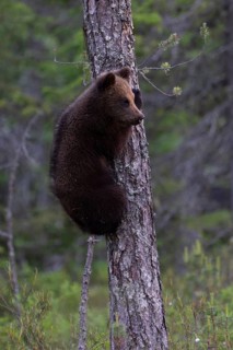 European brown bear, Karelia, Finland