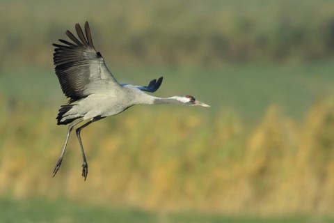 Common Crane (Grus grus) flying, Mecklenburg-Western Pomerania, Germany