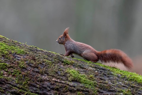 The paws of the squirrel (Sciurus vulgaris) are equipped with long claws that guarantee a perfect