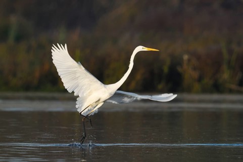 Great White Egret (Ardea alba), taking flight, North Rhine-Westphalia, Germany