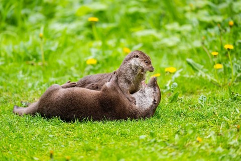 Eurasian otter (Lutra lutra) playing with each other in the grass, Bavaria, Germany
