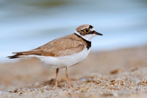 Little Ringed Plover (Charadrius dubius), North Rhine-Westphalia, Germany
