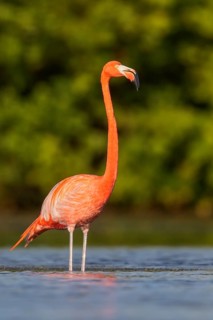 American flamingo (Phoenicopterus ruber) feeding in a lagoon in Cuba