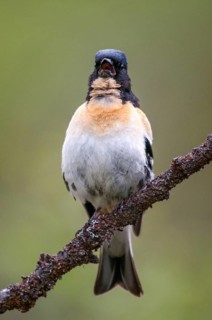Mountain Finch, Brambling, Finland, Fringilla Montifringilla, Birds, Song, High Size, Portrait,