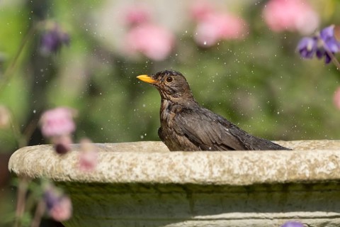 Eurasian blackbird (Turdus merula) adult female garden bird bathing in a bird water bath, England,