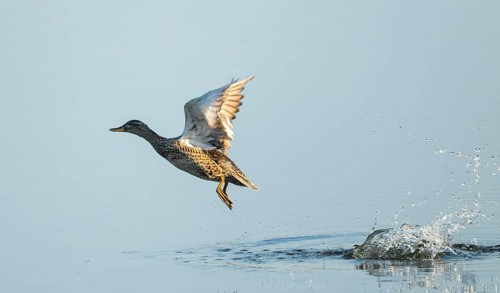 Gadwall (Mareca strepera), female in flight, Lower Saxony, Germany