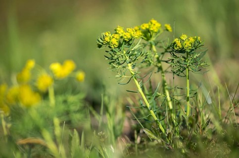 Euphorbia cyparissias, euphorbiaceae, milkweed, cypress spurge, flora, plants, plants