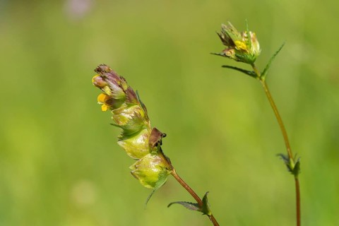 Brownwort family, small rattlespot, rhinanthus minor, scrophulariaceae, cockscomb, flora,