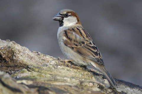 Haussperling (Passer domesticus) Männchen, Winterfütterung, März, Oberhausen (D)