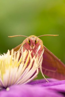 Elephant hawkmoth (Deilephila elpenor) adult moth insect on a garden Clematis flower in summer,