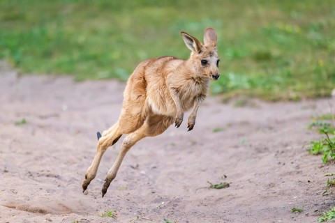 Eastern Gray Kangaroo (Macropus giganteus) youngster jumping on a meadow, captive, Germany
