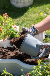 Person repotting a flower in the garden wearing colorful gardening gloves