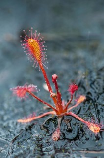 Drosera longifolia, Droseraceae, English sundew, Finland, long-leaf sundew, sundew, flora, great