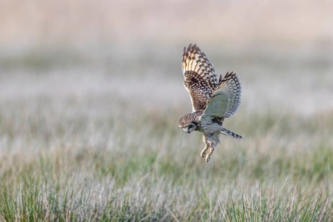 Short-eared owl (Asio flammeus) hunting adult hovering in flight to pinpoint mouse prey in meadow,