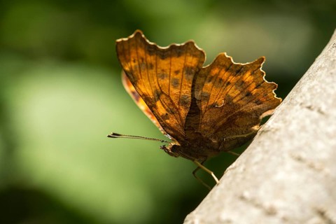 C-butterfly, comma butterfly, nymphalis c-album, polygonia c-album, butterfly, insects, butterfly,