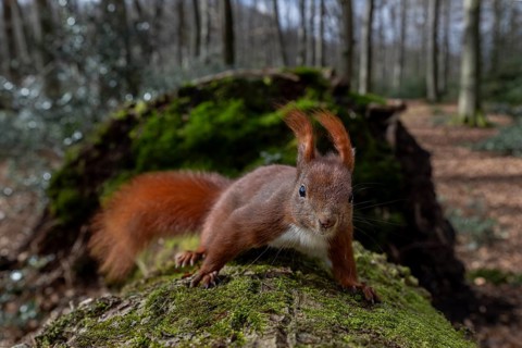 The squirrel's (Sciurus vulgaris) tufted ears clearly show that the wind has changed direction and