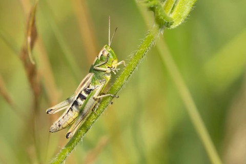 Common field grasshopper (Chorthippus brunneus) adult insect on a plant stem in summer, Suffolk,