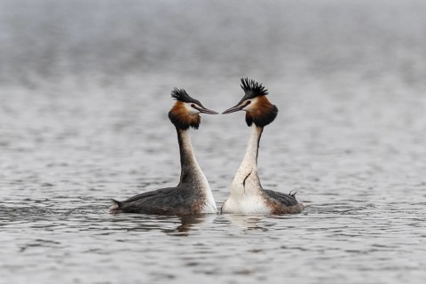 Great Crested Grebe (Podiceps Scalloped ribbonfish), courtship display, Emsland, Lower Saxony,