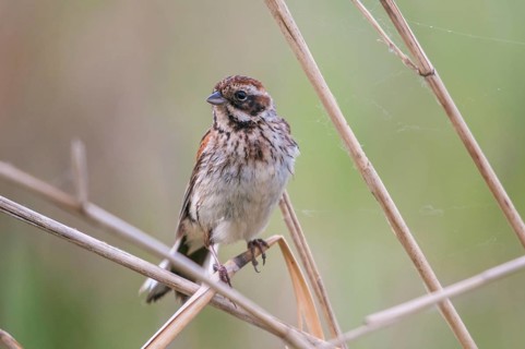 Emberiza Schoeniclus, Reed Bunting, Rohrrammer, Birds, Female, Passeri, Songbirds, Birds, Female