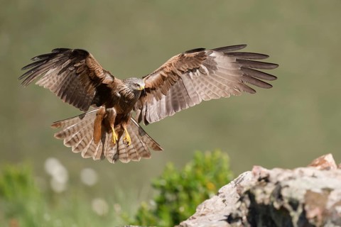 Black Kite (Milvus migrans), approach, Extremadura, Spain