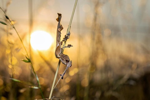 A praying mantis silhouetted against a blade of grass in golden sunlight, a ghost mantis in a