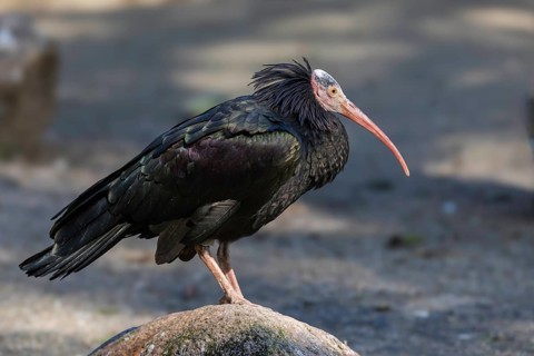 Northern Bald Ibis (Geronticus eremita), Germany
