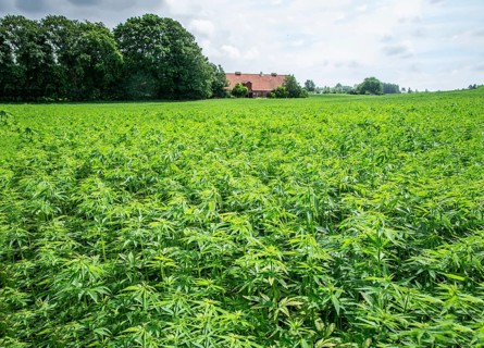 Growing industrial hemp (Cannabis sativa) in Ystad municipality, Skåne county, Sweden, Scandinavia