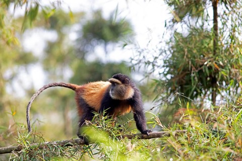 Golden monkey (Cercopithecus mitis kandti) in the bamboo forest, Virunga Volcanic Mountains, Parc