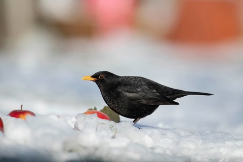 European blackbird (Turdus merula) adult male bird feeding on fruit on a snow covered garden lawn