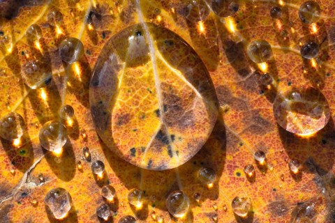 Drops of water on leaves, Lapland