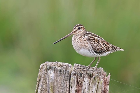 Snipe (Gallinago gallinago), standing on fence post of a pasture, on moorland, snipe birds,