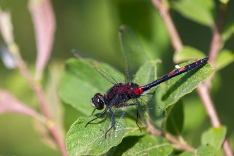 Little moss maiden, Leucorrhinia dubia, white-faced darter, anisoptera, damselflies, dragonflies,
