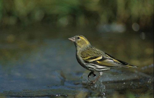 Carduelis spinus, siskin, spinus spinus, siskin, bath, bath, bird bath, birds, garden, leo, male,