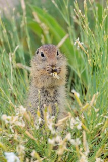 A young European ground squirrel (Spermophilus citellus) eats seats, leaves and flowers in a green